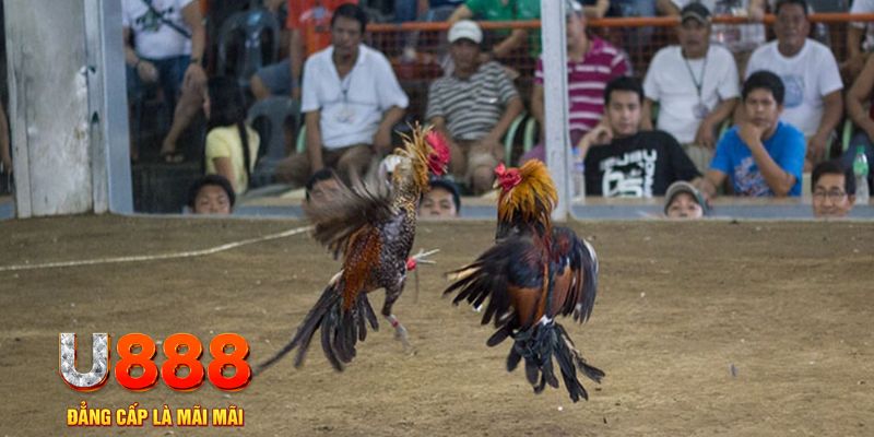 118bet đăng nhập mậu binh khuyến mãi