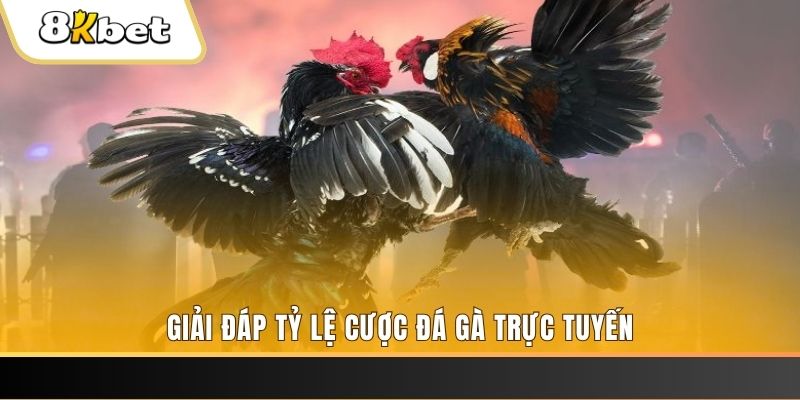 118bet trực tiếp đá gà thomo